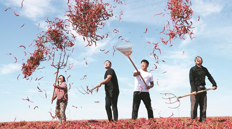 十師一八四團(tuán)：“一串辣椒”映紅致富路